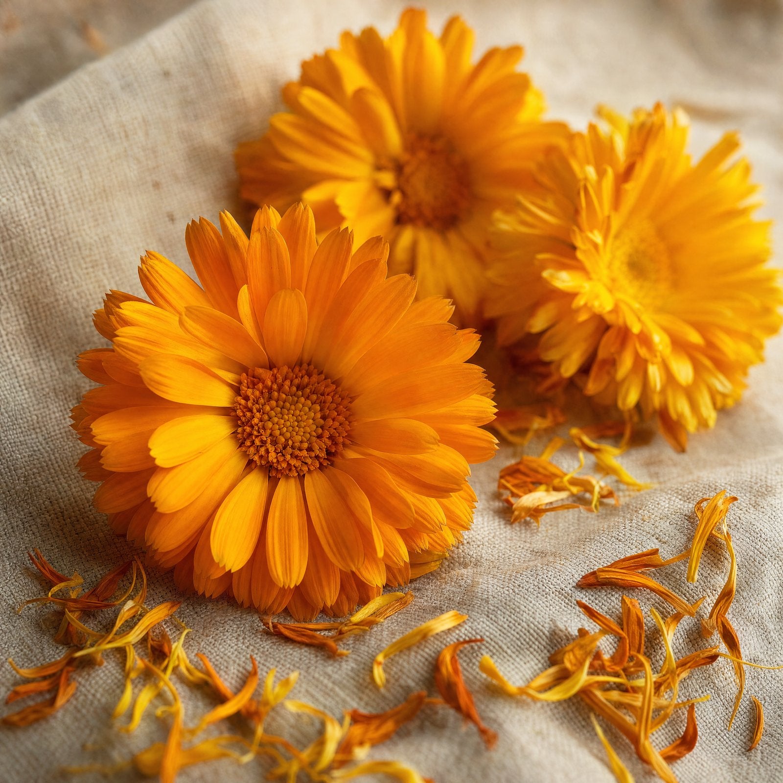 Pot marigold (calendula)